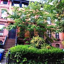 Bed-Stuy-Bloom-Spring-Clean-Up-Hedge-Trim 1