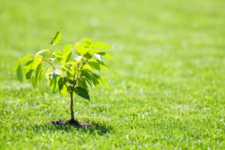 Tree, Shrub, & Plant Installation